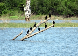 Schwarze Vögel.