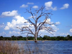 Baum im Wasser.