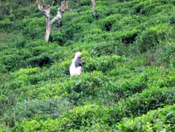 Eine Teepflückerin in der Plantage.