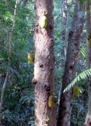 Jackfrucht-Baum.