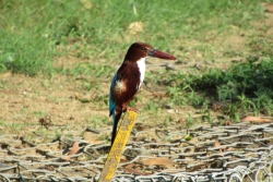 Ein Eisvogel am See.