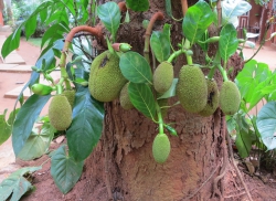 Kleiner Jackfrucht-Baum.