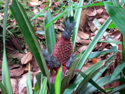 Rote Mini-Ananas.