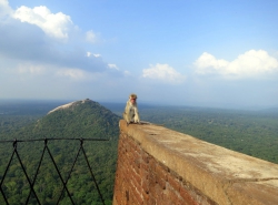 Affe und im Hintergrund der Felsen Pidurangala.