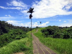 Campuhan Ridge Wanderweg.