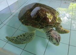 Eine kranke Schildkröte ohne linke Vorderflosse.