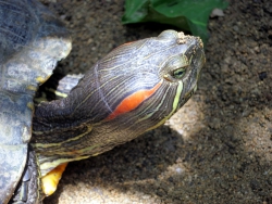 Schildkröte aus der Nähe.