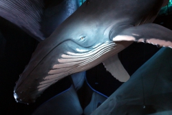 Das Ozeaneum zeigte neben Fischen auch Wale, …